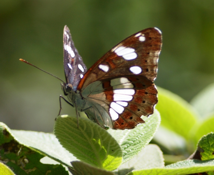 Limenitis reducta